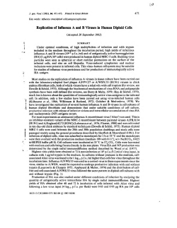 Replication of Influenza A and B Viruses in Human Diploid Cells