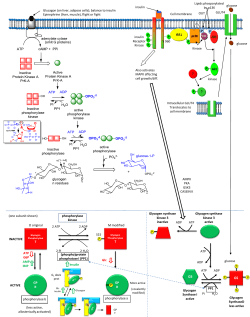 T T GP R GP R 2 ATP 2 ADP P 2 Pi 2 H2O phosphorylase kinase