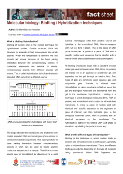 Molecular biology: Blotting / Hybridization techniques