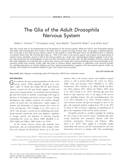 The Glia of the Adult Drosophila Nervous System