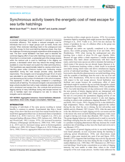 Synchronous activity lowers the energetic cost of nest escape for
