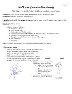 Lab#2 – Angiosperm Morphology