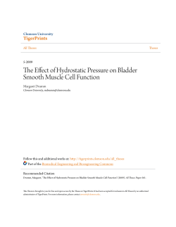 The Effect of Hydrostatic Pressure on Bladder Smooth