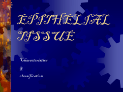 epithelial tissue