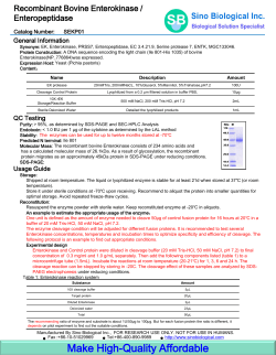 Recombinant Bovine Enterokinase / Enteropeptidase