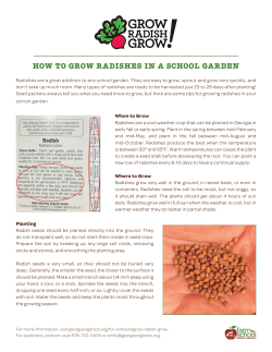 How to Grow radisHes in a scHool Garden