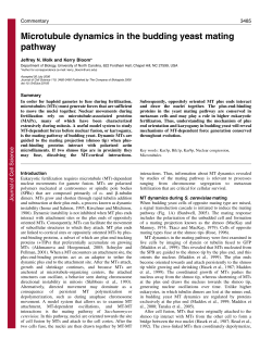 Microtubule dynamics in the budding yeast mating pathway