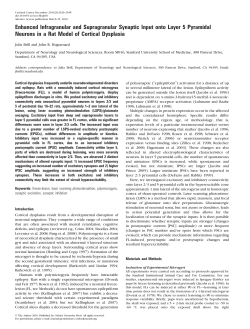Enhanced Infragranular and Supragranular