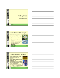 Photosynthesis Autotrophs and Heterotrophs Chemical Energy and
