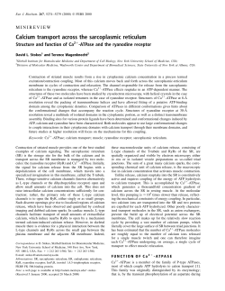 Calcium transport across the sarcoplasmic