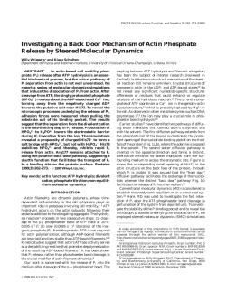 Investigating a Back Door Mechanism of Actin