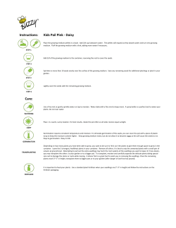 Pink Pail Daisy Growing Instructions