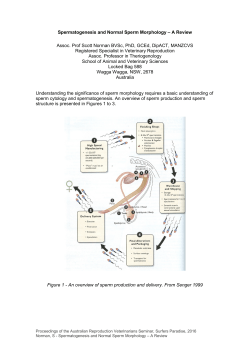 Spermatogenesis and Normal Sperm Morphology