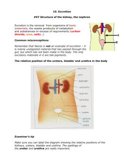 10. Excretion #97 Structure of the kidney, the nephron Excretion is