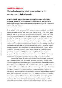 Myth about neuronal nitric oxide synthase in the sarcolemma of
