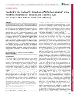 Combining sky and earth: desert ants