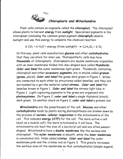 mitochondria and chloroplast packet