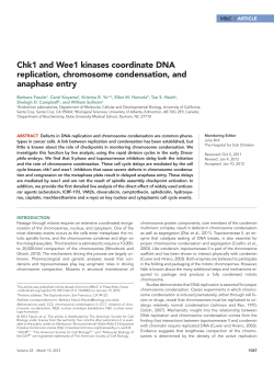 Chk1 and Wee1 kinases coordinate DNA