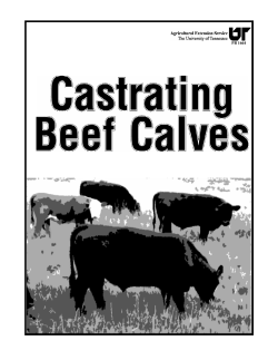 Castrating Beef Calves - AgriLife Extension County Offices