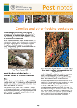 Corellas and other flocking cockatoos