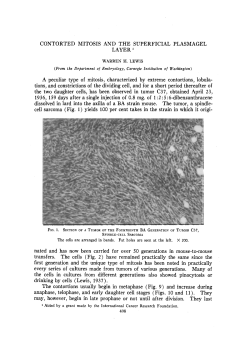 CONTORTED MITOSIS AND THE SUPERFICIAL