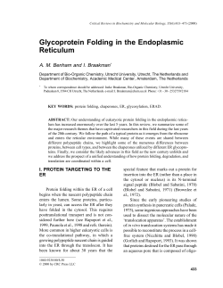 Glycoprotein Folding in the Endoplasmic Reticulum