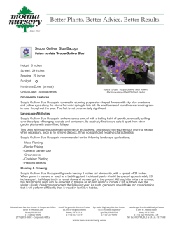 Scopia Gulliver Blue Bacopa