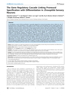 The Gene Regulatory Cascade Linking Proneural
