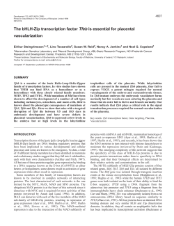 The bHLH-Zip transcription factor Tfeb is essential for