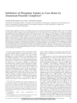 Inhibition of Phosphate Uptake in Corn Roots by Aluminum