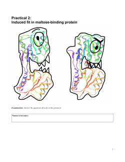 Practical 2: Induced fit in maltose-binding protein