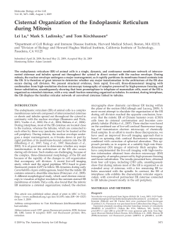 Cisternal Organization of the Endoplasmic Reticulum during Mitosis