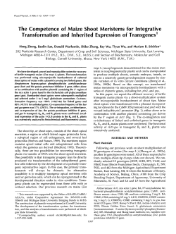 The Competence of Maize Shoot Meristems for lntegrative