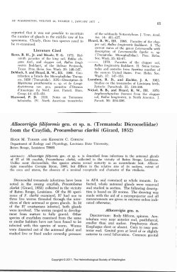 Allocorrigia filiformis gen. et sp. n.