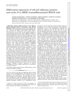 Differential expression of cell-cell adhesion proteins and cyclin D in