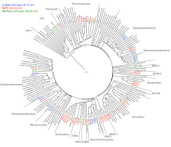 Sulfate-rich layer (8-12 cm) SMTZ (24-32 cm) Methane