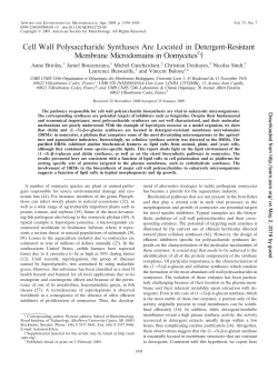 Cell Wall Polysaccharide Synthases Are Located