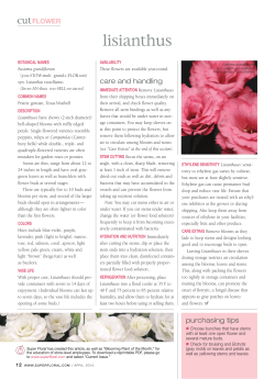 lisianthus - Super Floral