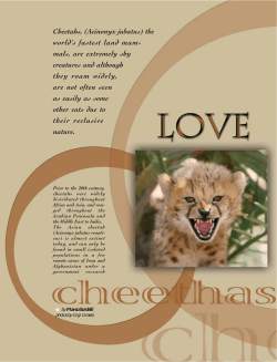 Cheetahs, (Acinonyx jubatus) the world`s fastest land mam