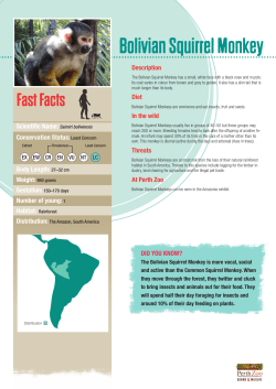 Bolivian Squirrel Monkey