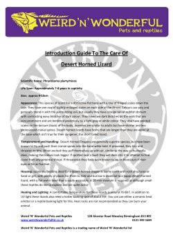 Introduction Guide To The Care Of Desert Horned Lizard