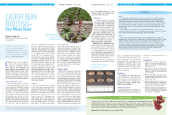 Castor Bean Toxicosis&mdash;One Mean Bean