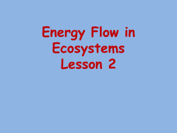 Energy Flow - eduBuzz.org
