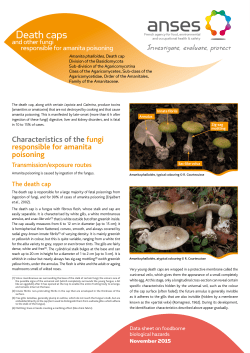 Microbiological hazards files: Death caps and other fungi