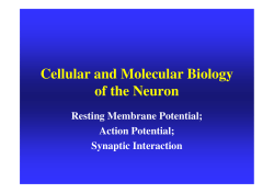 Cellular and Molecular Biology of the Neuron