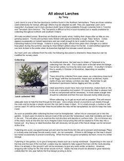 All about Larches