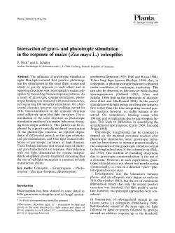 Interaction of gravi- and phototropic stimulation in the response of
