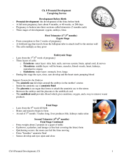 Prenatal development