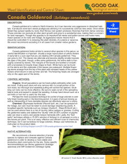 Canada Goldenrod (Solidago canadensis)