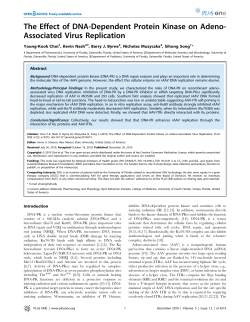 3. The Effect of DNA-Dependent Protein Kinase on Adeno